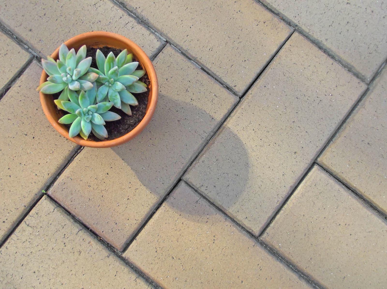 Plant pot of succulents on a paved driveway — the kind of handyman work vetted local pros handle in Sarasota, FL