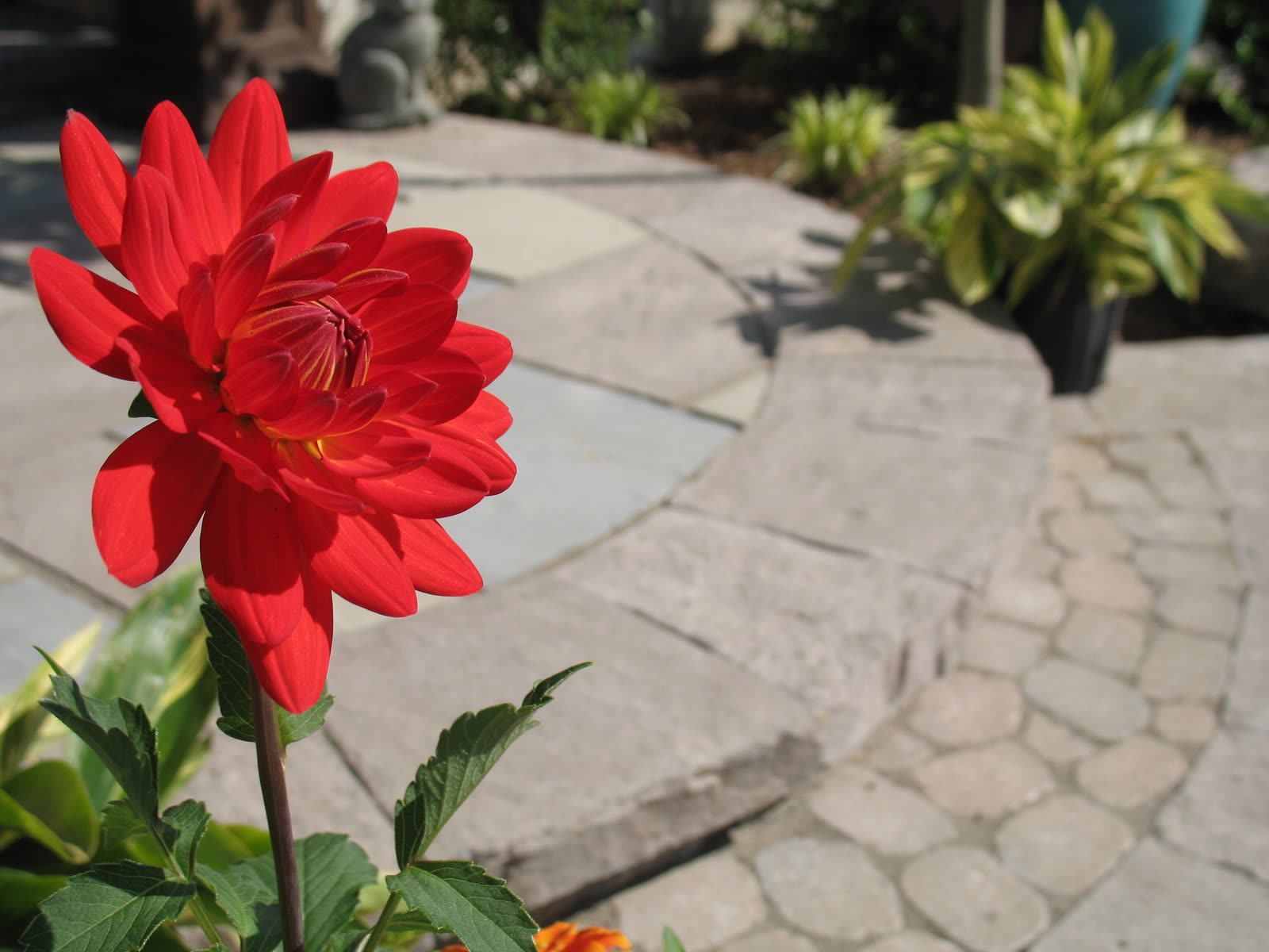 A striking red flower brightens a back patio — the kind of handyman work vetted local pros handle in Sarasota, FL